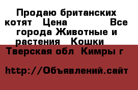 Продаю британских котят › Цена ­ 30 000 - Все города Животные и растения » Кошки   . Тверская обл.,Кимры г.